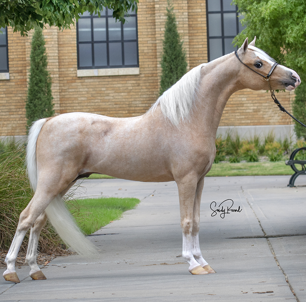 Lisa’s Award-Winning Stallion Treasure