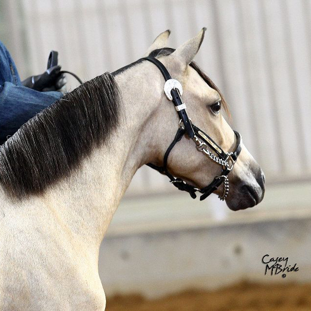 Ozark Premium Silver Performance Halter