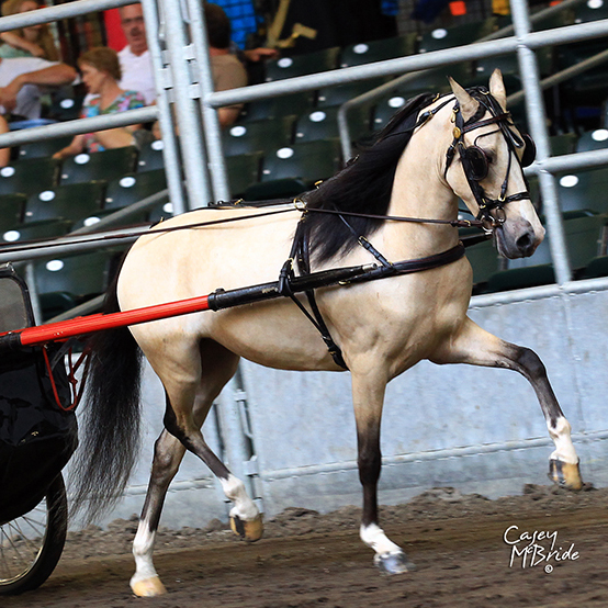 Ozark by Mose Miller Rolled Leather Show Harness